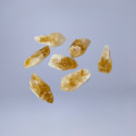 Citrin brut 5-15g